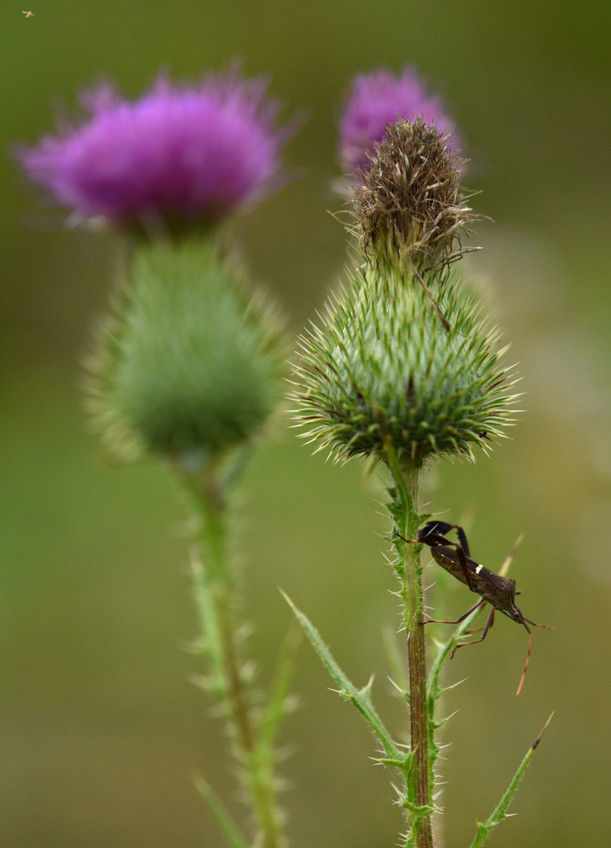 Pollinators